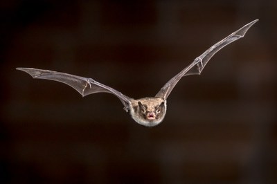 BATNIGHT · LA NIT DELS RATPENATS A LA MITJANA