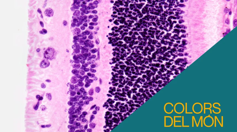 CONFERÈNCIES I DEBATS · LA VISIÓ DEL COLOR