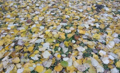 ECODESCOBERTA · LA TARDOR A LA MITJANA