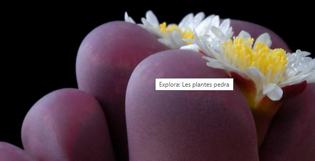 EXPLORA: LES PLANTES PEDRA
