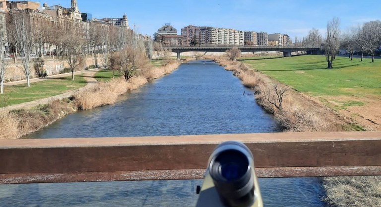 PUNT D'OBSERVACIÓ + BIODIVERSITAT · ELS OCELLS DEL RIU