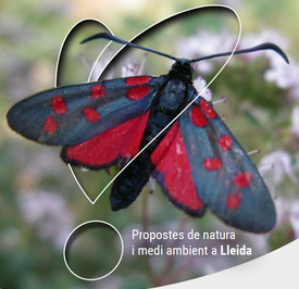 TALLER + BIODIVERSITAT · ANELLAMENT AL PARC DE LA MITJANA