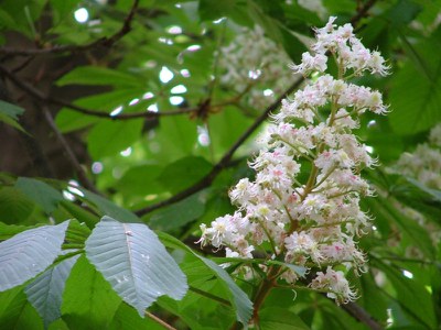Flors de La Mitjana