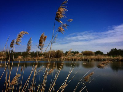 Rufea Wetlands