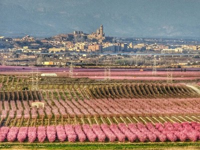 Arbres florits
