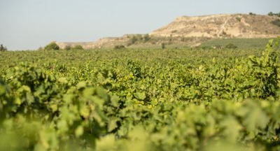 CATA DE VINOS · BODEGA DE SANUI