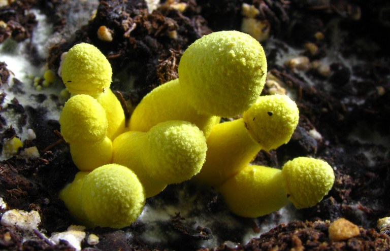 EXPLORA · LA CASA DE LOS HONGOS, LOS HONGOS DE CASA.