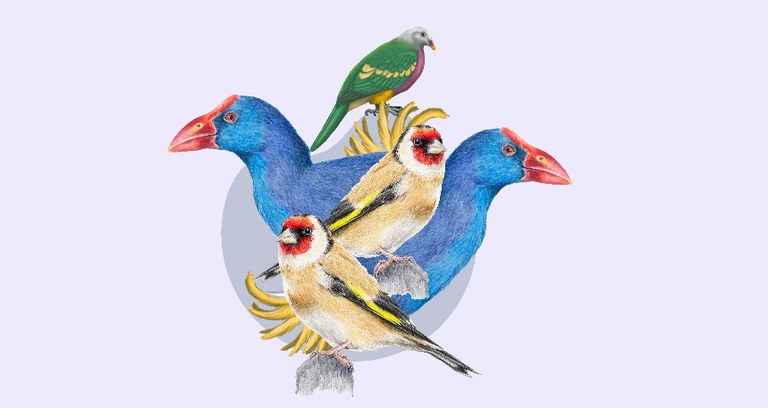 FAMILIA: TALLER DE ILUSTRACIÓN CIENTÍFICA. LAS AVES