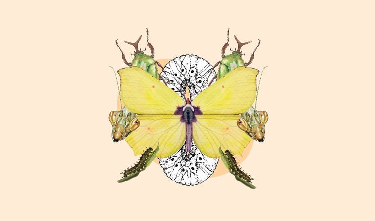 FAMILIA: TALLER DE ILUSTRACIÓN CIENTÍFICA. LOS INSECTOS