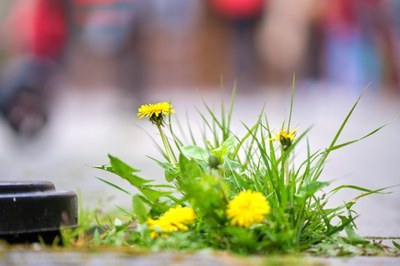 PUNTO DE OBSERVACIÓN DE LA BIODIVERSIDAD · NATURALEZA EN EL BARRIO DE LA MARIOLA