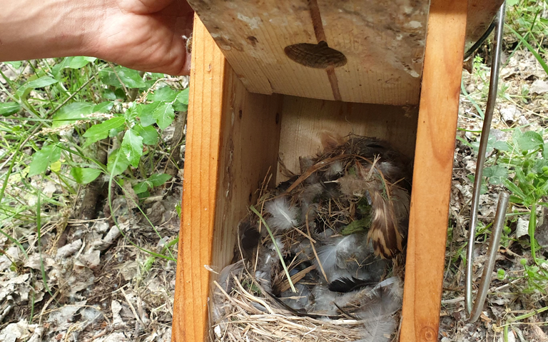 TALLER DE CAJAS DE NIDOS EN EL PARQUE DE LA MITJANA