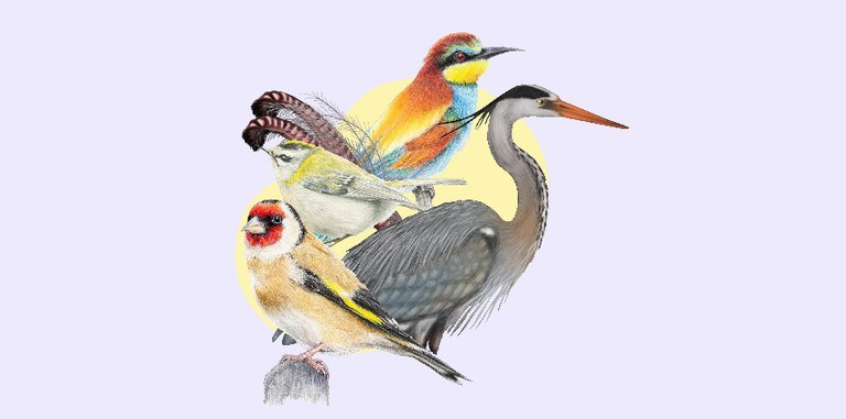 TALLER DE ILUSTRACIÓN CIENTÍFICA: LAS AVES