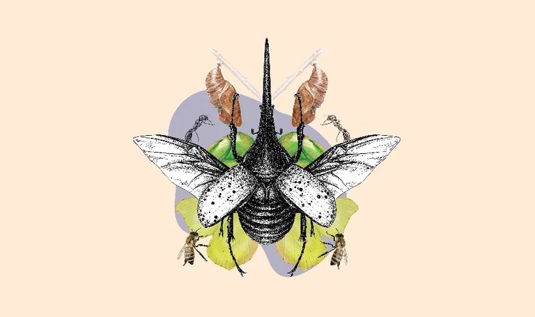 TALLER DE ILUSTRACIÓN CIENTÍFICA: LOS INSECTOS