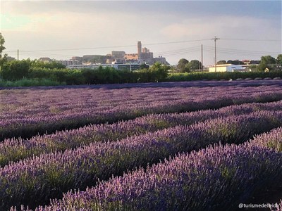 Camps de Lavanda