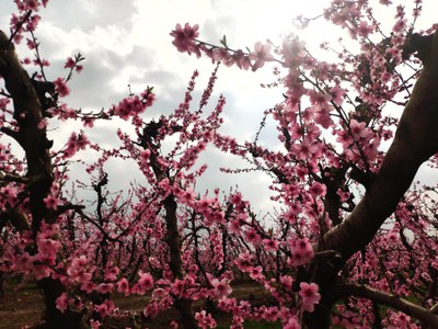 La Floración por la Huerta de Lleida
